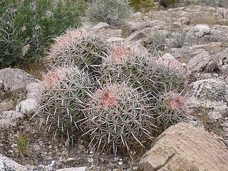 barrel cactus near Pearce Ferry, Lake Mead National Recreation Area