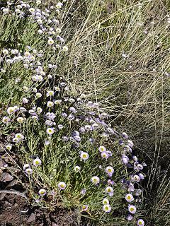 wildflowers near Grand Wash Cliffs, Pearce Ferry