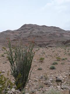 ocotillo and Grand Wash Cliffs from the route from Pearce Ferry