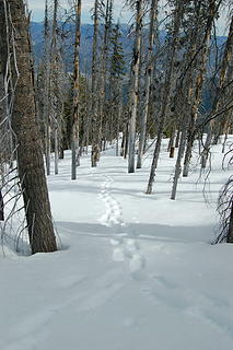 Tracks through silver forest