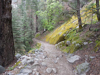 Heading down a mossy section of the JMT