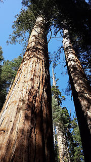 Sequoias @ Merced Grove