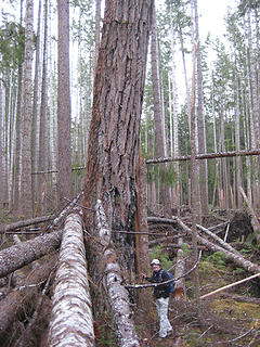 31 - Base of huge spruce that curves right over your head.