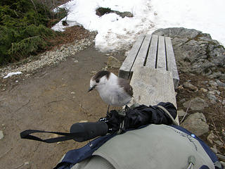 Robbery jays while eating my lunch at Mt Si basin bench.