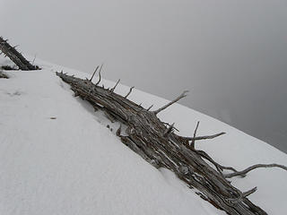 Log in snow