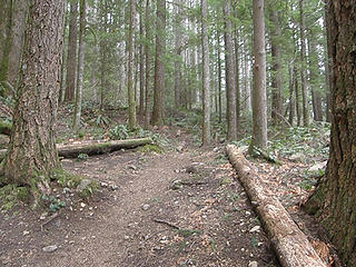 Lower Talus junction Mt. Si trail.