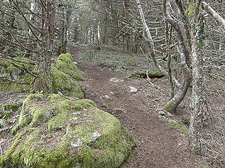 Mt Si old trail maybe halfway from cutoff to rejoining new trail. Snow? What Snow? This would prove to be a much more snow free route than the new trail.