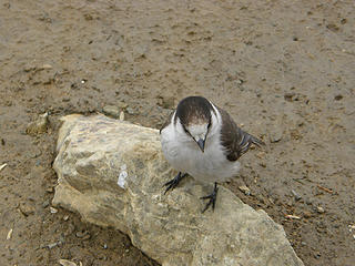 Robbery jays while eating my lunch at Mt Si basin bench.