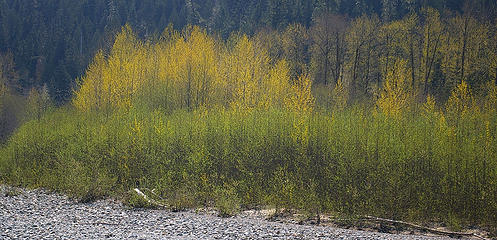 Beaver Lake spring leaves on the Sauk