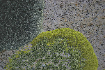 Swakane Cyn lichen on granite detail