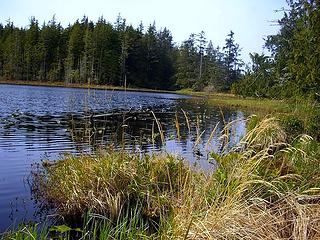 Wetlands adjacent to Lake Ozette near Erickson Bay - Geese