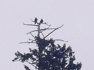 Eagles nest - Cape Alava