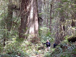 Giant Cedars on Erickson Bay Trail
