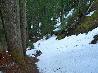 A steep snow tongue in the woods.