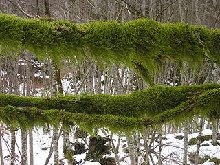 Moss on Lake Serene Trail
