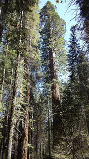 Sequoias @ Merced Grove