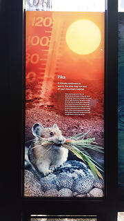 Info about pikas