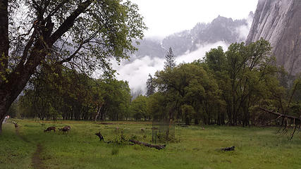 Deer grazing in Yosemite Valley