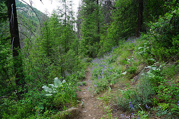 Wolf Creek trail.