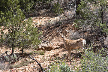 Mule deer on the way to Cable Mountain