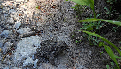 Handsome toad near Three Fools Pass, Pasayten Wilderness 7/13 to 7/17/17