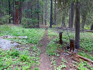 North Fork Wolf Creek Trail.