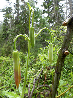 Tiger Lilies are getting close at the beginning of the trail