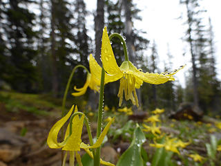 Glacier Lily