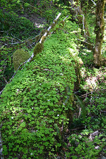 Oxalis covers an ancient log.