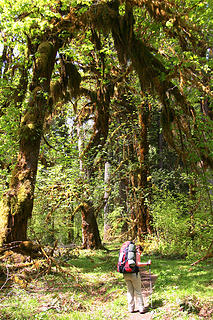 Nina hikes under an attendant maple and mosses.