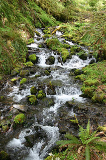 The sights and sounds of water are always apparent on the hoh trail.