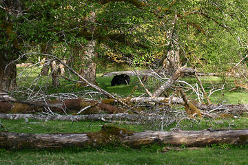 A black bear welcomes us to the neighborhood.