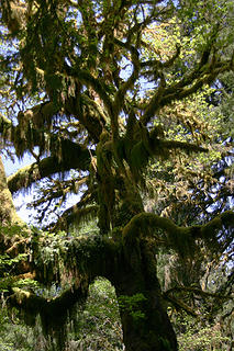 Moss-draped maple in the hoh valley