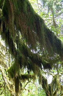 Spanish moss hangs from an ancient tree in the hoh valley.