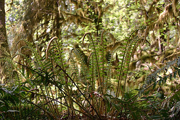 "fiddle heads" emerge from this sword fern in the Hoh river valley.