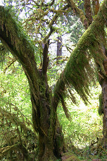 Spanish moss adorns a maple in the Hoh forest.