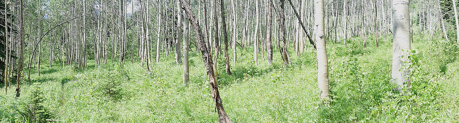 Aspen grove in one of the meadows above South Fork of War Creek.