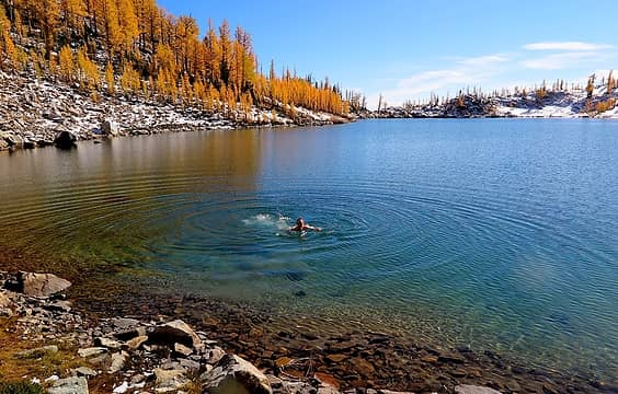Swimming with larches