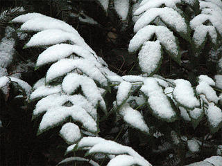 snowy-plant