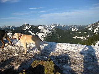 Summit Dogs