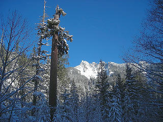 Devils peak and an old huge tree.
