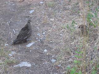 Sooty Grouse hen and chick