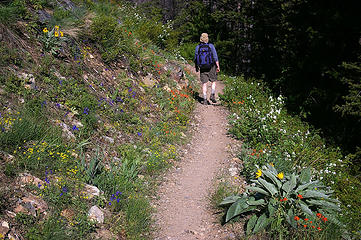 Methow River flower lined trail
