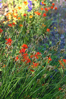 Methow River paintbrush and sedges