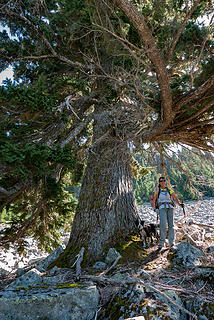 Elle and an ancient tree growing alone in the talus field