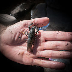 Richp found a crayfish in Mason Lake