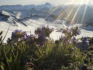 flowers with glaciers below