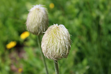 Anemone occidentalis aka Western Pasque Flower