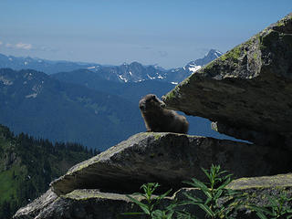 a marmot hanging out