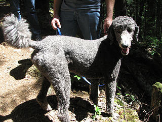Mandatory trail poodle
